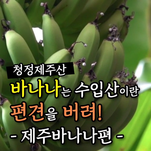 [자바겟] 제주 무농약 바나나편